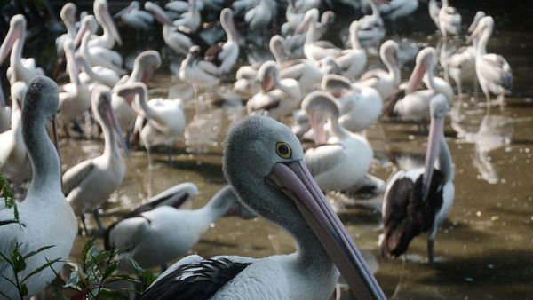 Bonbin Ragunan Kembali Buka, Kita Lihat Yuk