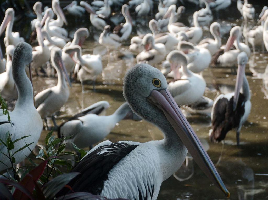 Bonbin Ragunan Kembali Buka, Kita Lihat Yuk Bonbin Ragunan Kembali Buka, Kita Lihat Yuk