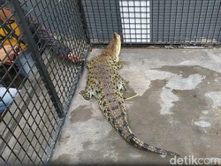 Bidang KSDA Ciamis Amankan Buaya Muara Penyerahan dari Warga