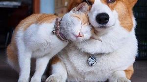 Potret Persahabatan Hewan Beda Spesies yang Menggemaskan