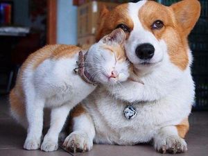 Potret Persahabatan Hewan Beda Spesies yang Menggemaskan Potret Persahabatan Hewan Beda Spesies yang Menggemaskan