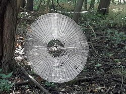 Di Amerika, Ada Sarang Laba-laba Raksasa yang Bisa Jerat Manusia