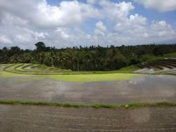 Kuliner di Warung Tepi Sawah Pedesaan Tabanan Bali