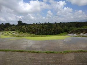 Kuliner di Warung Tepi Sawah Pedesaan Tabanan Bali Kuliner di Warung Tepi Sawah Pedesaan Tabanan Bali