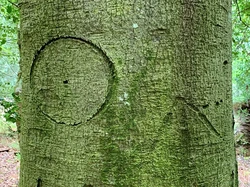 Ada Tanda Penyihir Terukir di Pohon-pohon Inggris