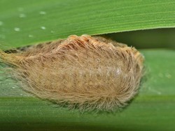 Sosok Ulat Kucing yang Bikin Takut Warga Amerika