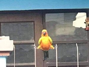 Potret Aneka Tingkah Aneh Hewan yang Dibagikan Netizen Potret Aneka Tingkah Aneh Hewan yang Dibagikan Netizen