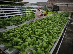 BPS Catat Ekspor Pertanian September Naik 20,86%