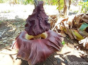 Heboh Warga Jepara Cium Bau Busuk Misterius, Ternyata Bunga Bangkai