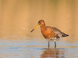 Burung Ini Pecahkan Rekor Jarak Terbang Nonstop Terjauh