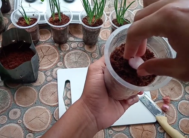 Cara menanam bawang merah/YouTube