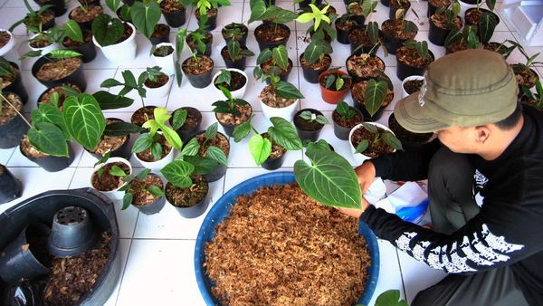 Ekspor Tanaman Hias Meroket di Tengah Pandemi