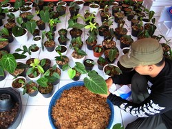 Piara 6 Tanaman Ini Katanya Bisa Bikin Hoki dan Kaya Raya, Serius?