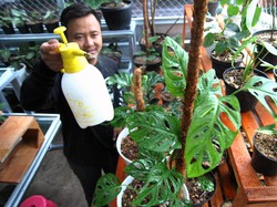 Tanaman Hias Ini Dipercaya Bawa Hoki, Benar Nggak?