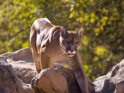 Viral di Amerika, Lagi Asyik Hiking Eh Diikuti Macan dari Belakang