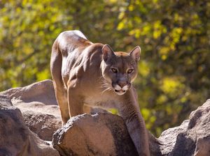 Viral di Amerika, Lagi Asyik Hiking Eh Diikuti Macan dari Belakang Viral di Amerika, Lagi Asyik Hiking Eh Diikuti Macan dari Belakang