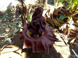 Ini Potret Bunga Bangkai yang Gegerkan Warga Jepara Ini Potret Bunga Bangkai yang Gegerkan Warga Jepara
