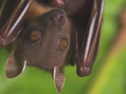 Pandemi Corona, Ilmuwan: Kelelawar Tak Semestinya Disalahkan