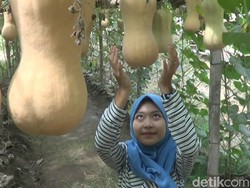 Budi Daya Labu Madu di Pasuruan Datangkan Rezeki Saat Pandemi COVID-19