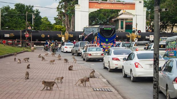 Lopburi, Thailand - August 15, 2013: Street full of monkeys in Lopburi, Thailand. The city is best known for the hundreds of Crab-Eating Macaques.
