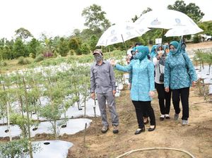 Pemenuhan Pangan dan Ekonomi lewat Berkebun