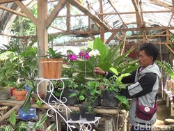 Cerita Pedagang Tanaman Hias Sumedang Raup Cuan di Tengah Pandemi