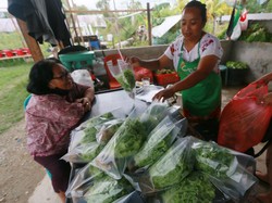 Agribisnis Adalah: Pengertian, Manfaat, dan Contoh Usaha