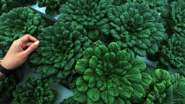 Sayur Organik Kian Populer