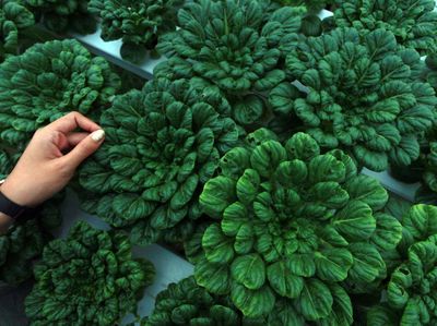 Sayur Organik Kian Populer