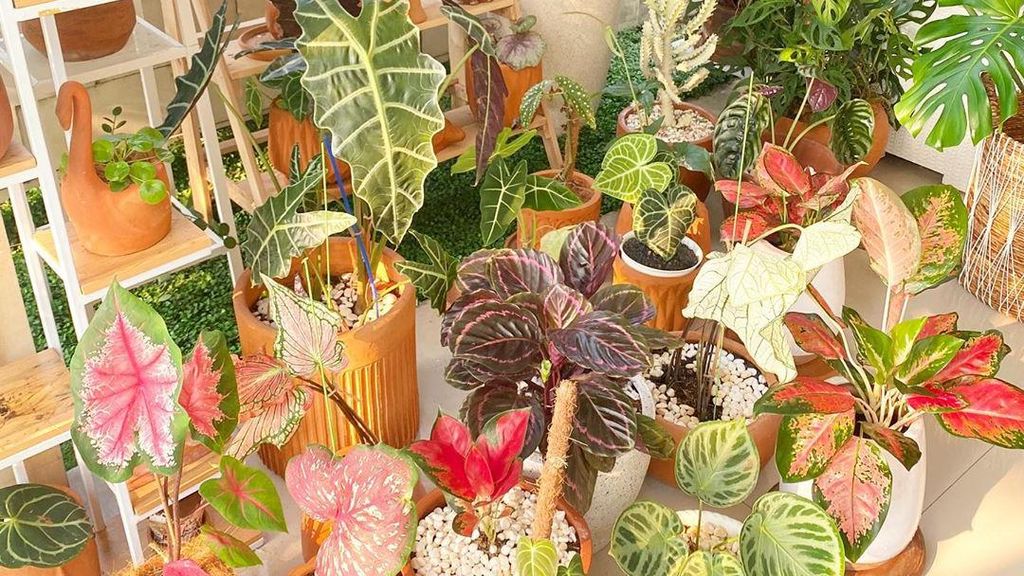 Foto: Koleksi Tanaman Hias 10 Artis Indonesia, Titi Kamal Paling Bikin Takjub Foto: Koleksi Tanaman Hias 10 Artis Indonesia, Titi Kamal Paling Bikin Takjub