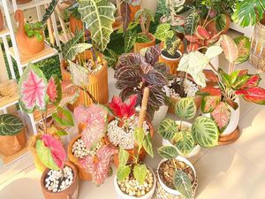 Foto: Koleksi Tanaman Hias 10 Artis Indonesia, Titi Kamal Paling Bikin Takjub