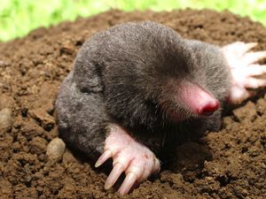 Ajaib, Tikus Tanah Betina Punya Testis! Ajaib, Tikus Tanah Betina Punya Testis!