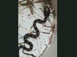 Ular Langka Berkepala Dua Masuk ke Rumah Wanita Ini