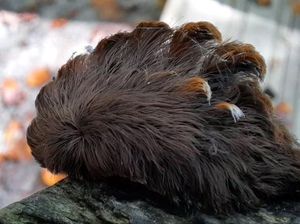 Ulat Berambut Seperti Manusia, Jangan Dipegang Berbahaya! Ulat Berambut Seperti Manusia, Jangan Dipegang Berbahaya!