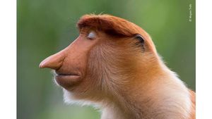 Deretan Pose Unik dalam Wildlife Photographer of the Year