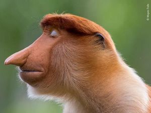 Deretan Pose Unik dalam Wildlife Photographer of the Year