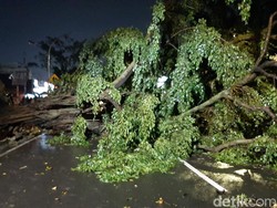 Tertimpa Pohon Tumbang Depan TMP Bogor, Pedagang Nangka Dirawat