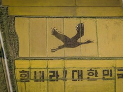 Lewat Bangau Raksasa di Sawah, Korea Kirimkan Semangat Lawan Corona