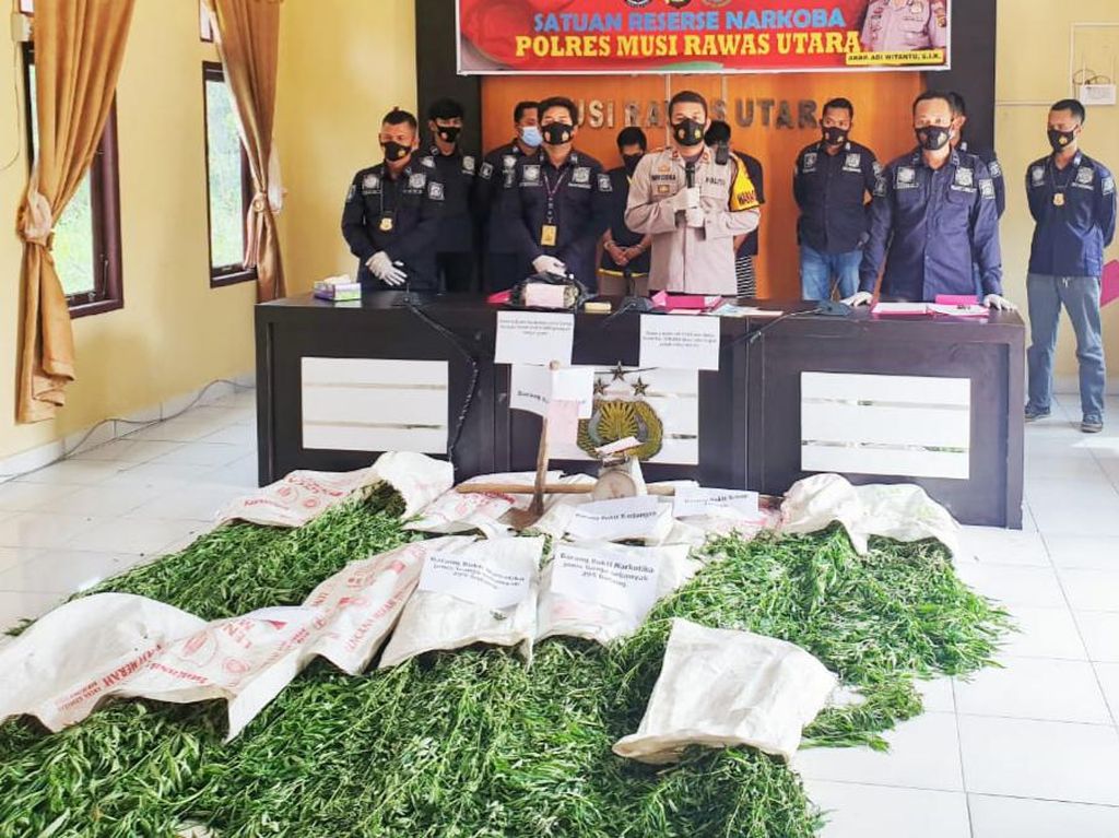 Pakai Drone, Polisi Temukan 1 Hektare Ladang Ganja di Sumsel Pakai Drone, Polisi Temukan 1 Hektare Ladang Ganja di Sumsel