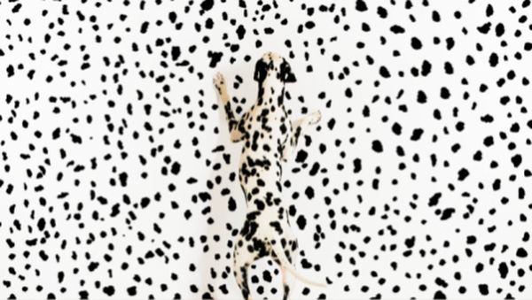 Penyamaran Hewan yang Susah Dikenali, Coba Tebak!