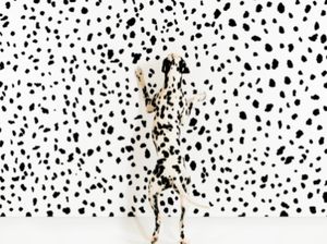 Penyamaran Hewan yang Susah Dikenali, Coba Tebak!