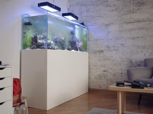 Jenis Ikan yang Bisa Hidup Tanpa Mesin Pompa Udara, Bisa Hemat Listrik Rumah Jenis Ikan yang Bisa Hidup Tanpa Mesin Pompa Udara, Bisa Hemat Listrik Rumah