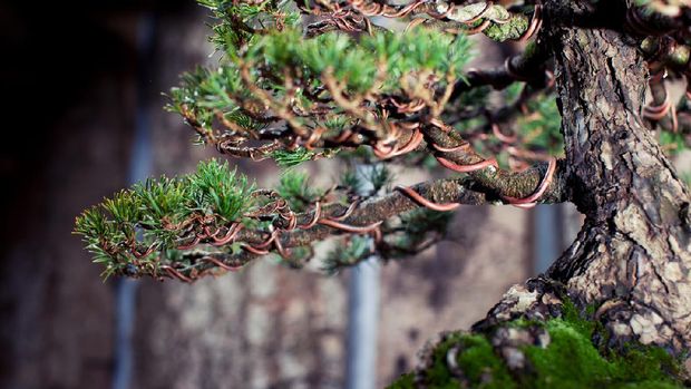 Bonsai tree against tree bark background. Branches are wired to create the shape of the tree while growing.