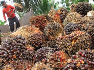 Ini Asal Mula RI Jadi Eksportir Minyak Sawit Terbesar Dunia