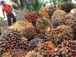 Ini Asal Mula RI Jadi Eksportir Minyak Sawit Terbesar Dunia