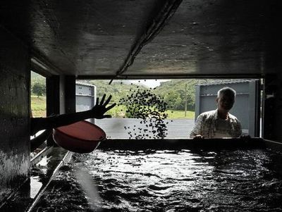 Kontainer Bekas Ini Jadi Lahan Beternak dan Berkebun