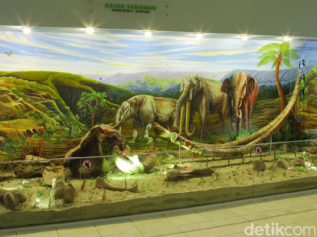 Fosil Tertua di Indonesia Ada di Sragen, Hidup 20 Juta Tahun Lalu