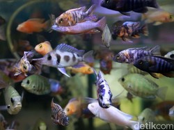 Pelaku Usaha Minta Pendampingan Pemerintah soal Budidaya Ikan Hias