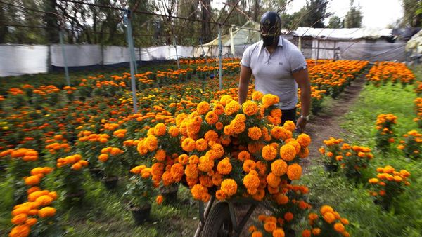 Pegulat di Meksiko Banting Setir Jadi Petani Bunga Gegara Corona