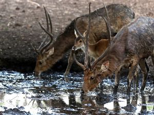 Satwa di Taman Nasional Baluran Terancam Kehausan